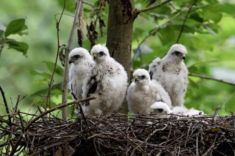 Successful breeding... Sparrowhawk (Accipiter nisus), native bird of prey, five healthy, strong
