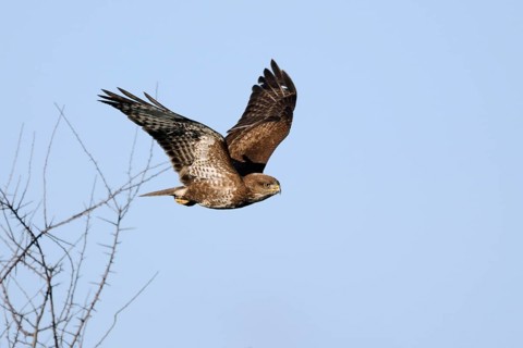 Our most common raptor... Buzzard (Buteo buteo), buzzard in winter, flies off, leaves its perch in