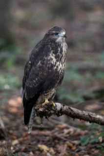 Fledged, but still uncertain... Buzzard (Buteo buteo), freshly fledged young bird with still blue