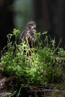 Undependent... Buzzard (Buteo buteo), young bird of prey, branchling on a tree stump in the forest,