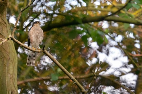 Bird of prey in a tree... Sparrowhawk (Accipiter nisus), male, male bird, tercel sitting in a tree,