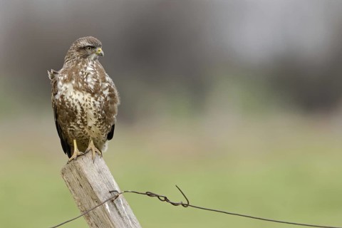 Typical sight... Buzzard (Buteo buteo) sits, perches on a fence post, observes the surroundings,