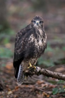Inexperienced... Buzzard (Buteo buteo), this year's fledged young bird with still blue eyes on a