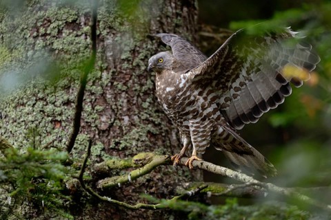 Wing-flapping... Honey buzzard (Pernis apivorus), rare, endangered native bird of prey, buzzard