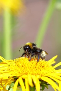 Field bumblebee (Bombus pascuorum), collecting pollen on a yellow flower of a Great Telekie