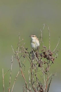 Reed warbler (Acrocephalus schoenobaenus) sitting in a shrub in its natural environment, Wildlife,