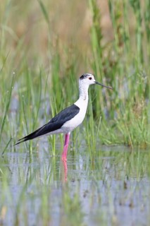 Stilt (Himantopus himantopus), adult bird standing in the reeds of the shore vegetation, wildlife,