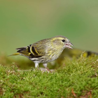 Siskin (Carduelis spinus), female sitting on moss, mossy ground, Wilnsdorf, North Rhine-Westphalia,
