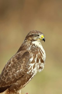 Buzzard (buteo buteo), light-coloured variant, light morph, side view, animal portrait, wildlife,