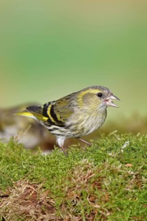 Siskin (Carduelis spinus), female sitting on moss, mossy ground, Wilnsdorf, North Rhine-Westphalia,