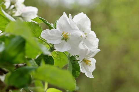 Apple blossoms (Malus), white blossoms with bokeh in the background, Wilnsdorf, Nordrhein.