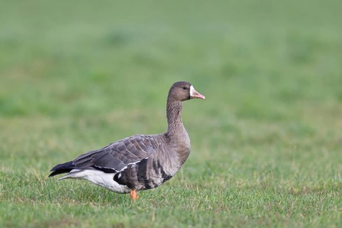 White-fronted goose (Anser albifrons), standing in a meadow in the wintering area, wildlife,