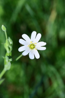 Greater stitchwort (Stella holostea), flowering in the forest, close-up, spring, Wilnsdorf, North