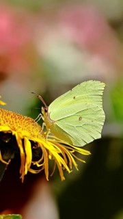 Lemon butterfly (Gonepteryx rhamny) on a yellow flower of a Great Telekie (Telekia speciosa),