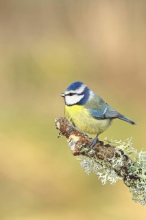 Blue tit (Parus caeruleus), sitting on a branch overgrown with reindeer lichen (Cladonia