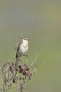 Reed warbler (Acrocephalus schoenobaenus) sitting in a shrub in its natural environment, Wildlife,