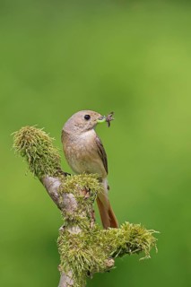 Common redstart (Phoenicurus phoenicurus), female with insect in beak on moss-covered branch,