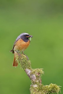 Redstart (Phoenicurus phoenicurus), male with caterpillars in beak on mossy branch, songbird,