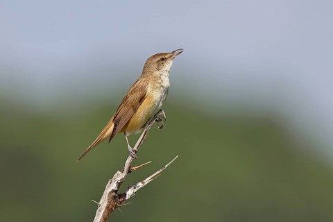 Great Reed Warbler (Acrocephalus arundinaceus), sitting on a twig, singing station, natural
