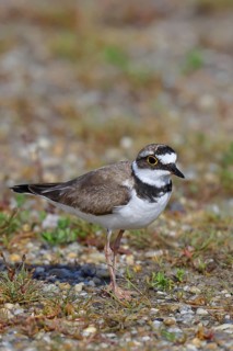 Little Ringed Plover (Charadrius dubius) adult bird standing on a gravel bank at the lakeshore,