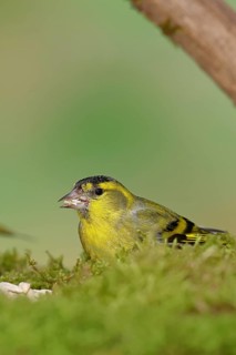 Siskin (Carduelis spinus), male sitting on moss, mossy ground, Wilnsdorf, North Rhine-Westphalia,