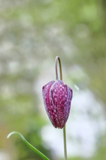 Snake's Head Fritillary (Fritillaria meleagris), still closed flower in a meadow with bokeh in the