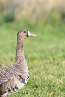 White-fronted goose (Anser albifrons), standing in a meadow in the wintering area, animal portrait,