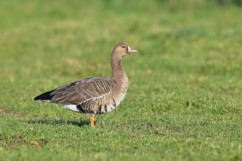 White-fronted goose (Anser albifrons), standing in a meadow in the wintering area, wildlife,