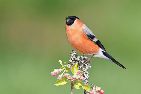 Bullfinch (Pyrrhula pyrrhula) male sitting on a branch with apple blossoms (Malus domestica),