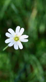 Greater stitchwort (Stella holostea), flowering in the forest, close-up, spring, Wilnsdorf, North