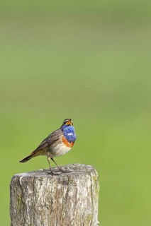 Bluethroat (Luscinia svecica cyanecula), male, singing on a pasture fence post, wildlife, Lembruch,