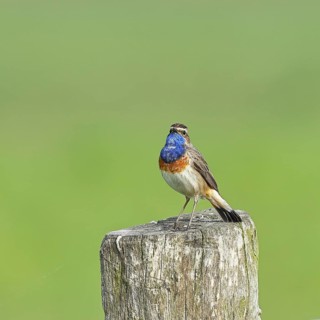 Bluethroat (Luscinia svecica cyanecula), male, on a pasture fence post, wildlife, Lembruch, Ochsen