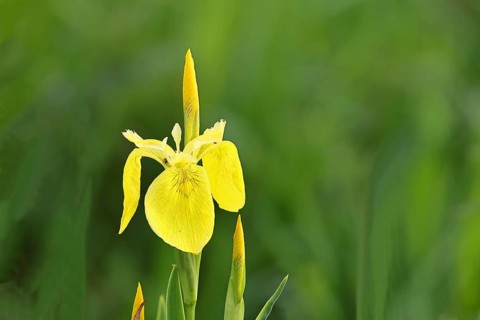 Marsh iris (Iris pseudacorus), yellow flower in a pond, Wilnsdorf, North Rhine-Westphalia, Germany