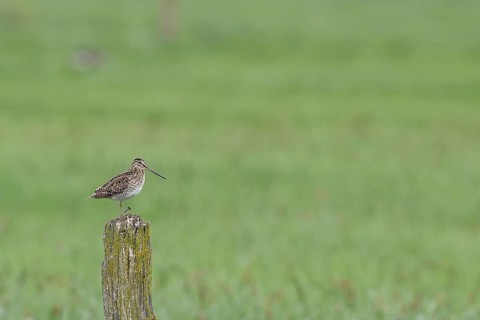Snipe (Gallinago gallinago), standing on fence posts of a pasture, on moorland, snipe birds,