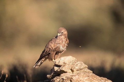 Common buzzard (Buteo buteo), Extremadura, Castilla La Mancha, Spain