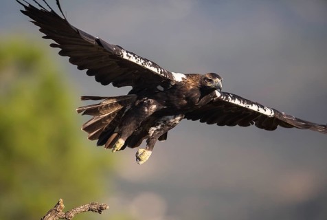 Iberian Eagle (Aquila adalberti), Spanish imperial eagle, Extremadura, Castilla La Mancha, Spain