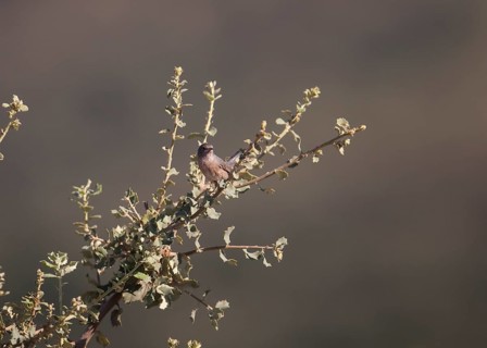 Provence warbler (Curruca undata), Extremadura, Castilla La Mancha, Spain