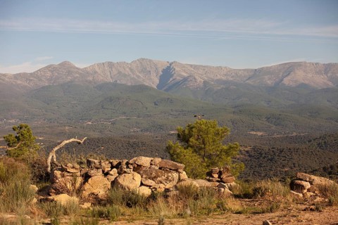 Red kite (Milvus milvus) in the landscape of Extremadura, Castilla La Mancha, Spain