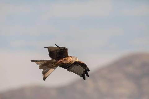 Red kite (Milvus milvus), Extremadura, Castilla La Mancha, Spain