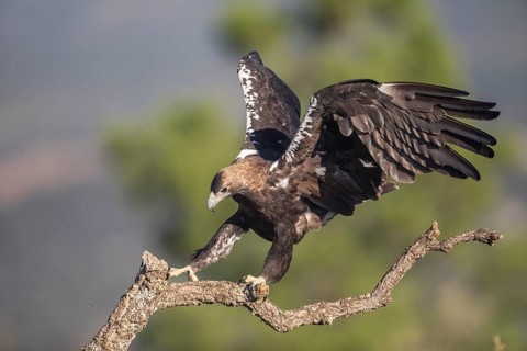 Iberian Eagle (Aquila adalberti), Spanish imperial eagle, Extremadura, Castilla La Mancha, Spain