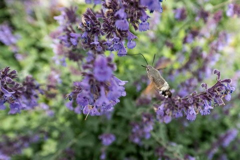 Pigeon tail (Macroglossum stellatarum), Bavaria, Germany