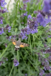Pigeon tail (Macroglossum stellatarum), Bavaria, Germany