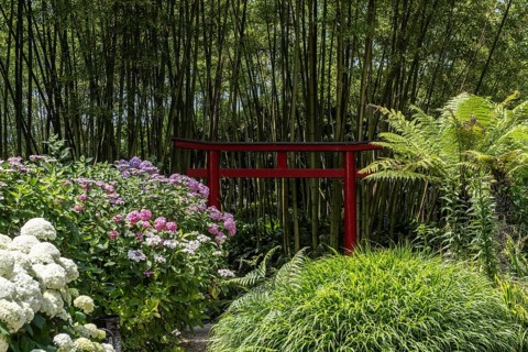 Hydrangea and bamboo (Phyllostachys), Andre Heller Garden, Gardone, Italy
