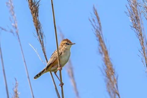 Zitting cisticola, streaked fantail warbler (Cisticola juncidis cisticola) perched in reed bed,