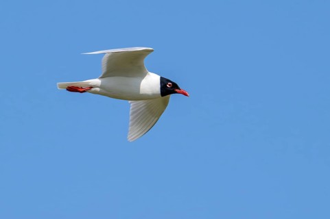 Mediterranean gull (Ichthyaetus melanocephalus, Larus melanocephalus) in breeding plumage flying