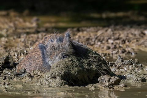 Wild boar (Sus scrofa) with muddy snout wallowing in mud puddle in forest