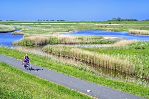 Cyclist and pond in brackish polder at nature reserve Zandkes from Natuurmonumenten near