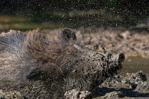 Close-up of muddy wild boar (Sus scrofa) shaking wet fur dry after taking mud bath by wallowing in