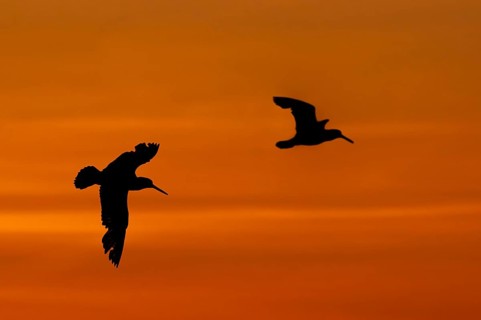 Two common pied oystercatchers, Eurasian oystercatcher (Haematopus ostralegus) silhouetted in