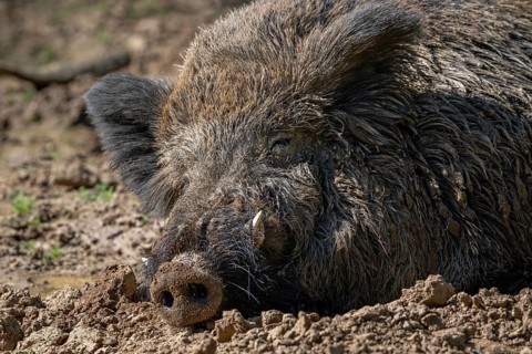 Wild boar (Sus scrofa) close-up of big male with large tusks sleeping in wallow, mud puddle